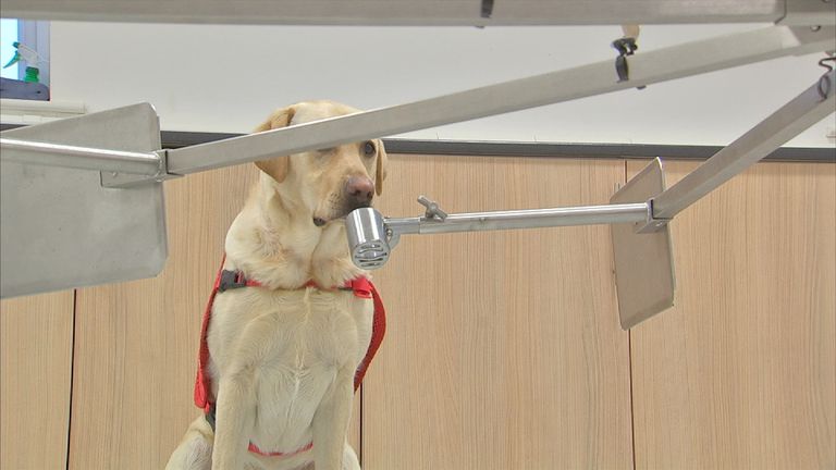 Eight dogs are being trained using samples from real prostate cancer patients 