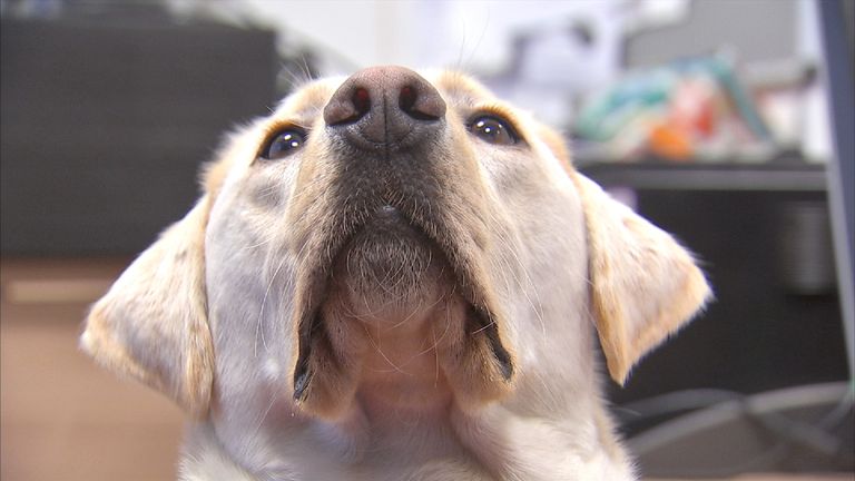 A charity believes dogs can make a real difference to prostate cancer detection