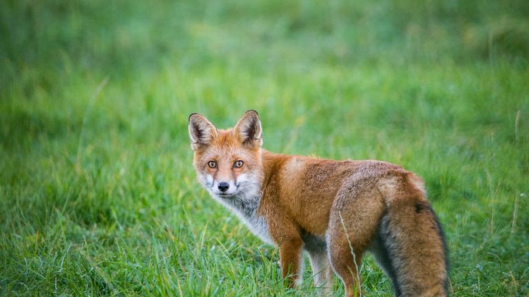 The appearance of a fox sparked one 999 call