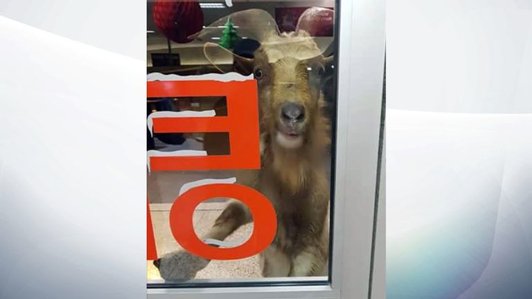A goat buts the door of a shop in Carrickfergus