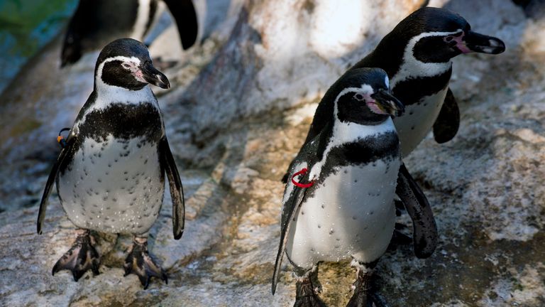 Wild Humboldt penguins breed in coastal Chile and Peru. File picture