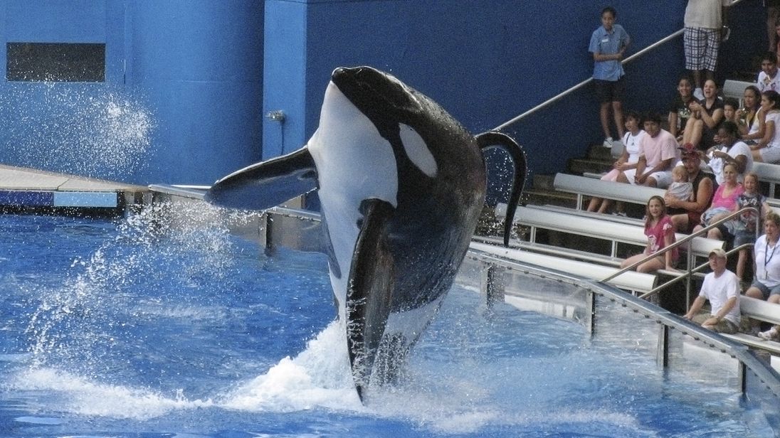 Blackfish: Orca Tilikum That Killed Seaworld Orlando Trainer Dies