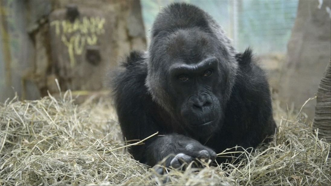 Colo, oldest gorilla in captivity, dies after 60 years in Columbus Zoo