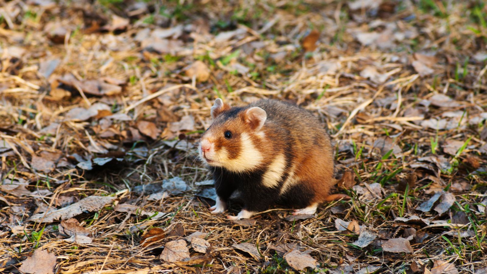 Having A Bad Day? Here’s 48 Wild Hamsters