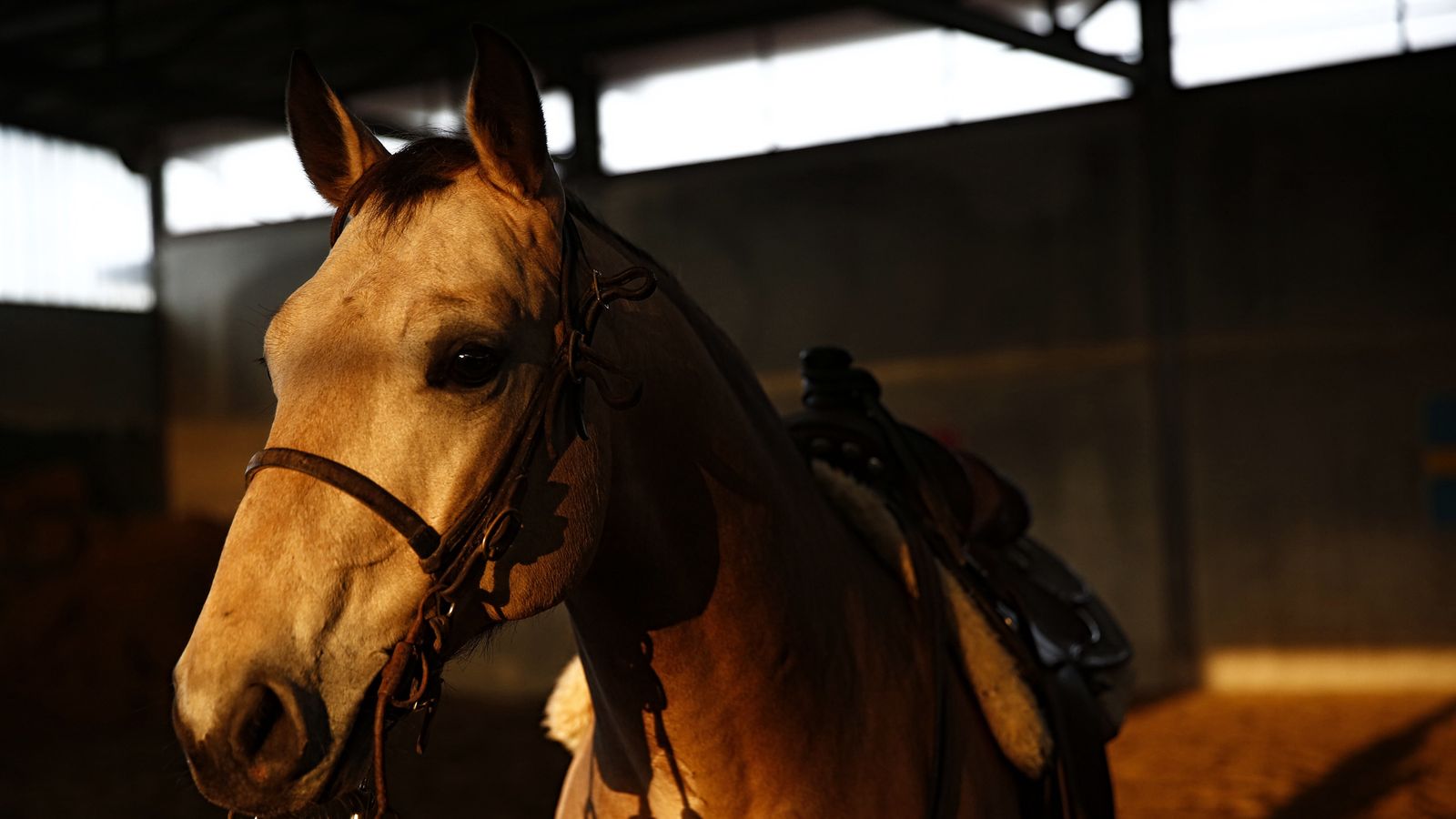 More people killed by horses than snakes in Australia, says study