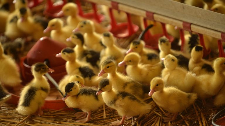 Hundreds of thousands of ducks and geese are to be culled