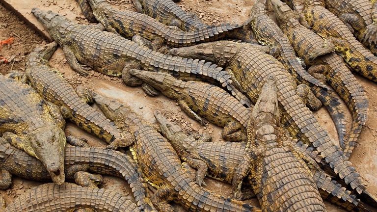 Crocodiles in pens at a farm near Mussina, South Africa