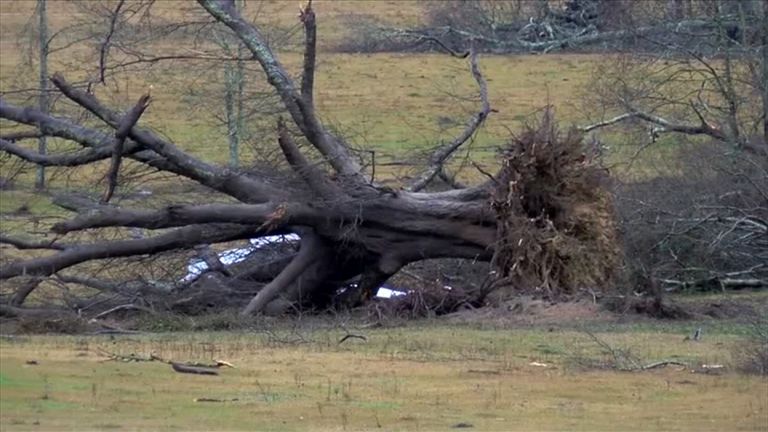 A tree ripped from the ground by the apparent tornado