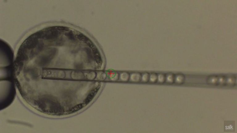 Inyectar células madre humanas en un embrión de cerdo.  PIC: Instituto Salk