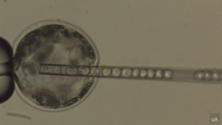 Human stem cells being injected into a pig embryo. Pic: Salk Institute