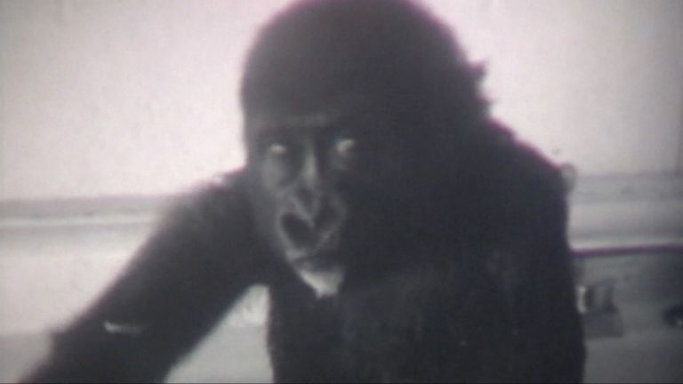 Colo, oldest gorilla in captivity, dies after 60 years in Columbus Zoo ...