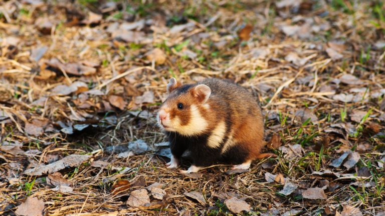 the worlds fattest hamster