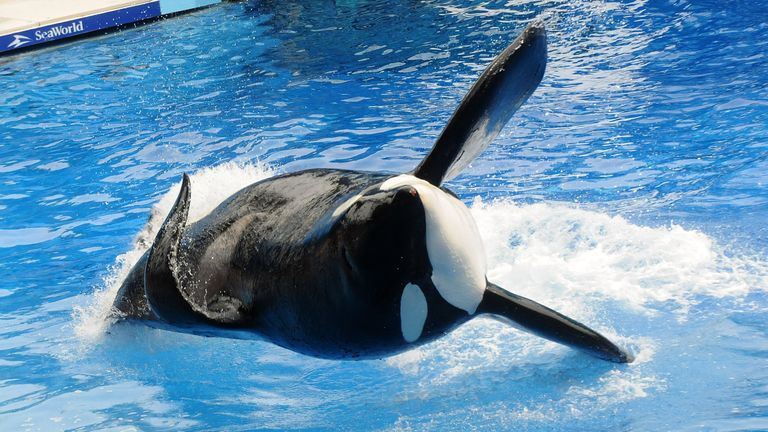 SeaWorld killer whale Tilikum has died