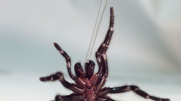 A Sydney funnel-web spider rears up on its hind legs as a tube used to extract venom