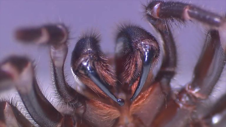 The funnel-web spider&#39;s venom can be fatal if left untreated