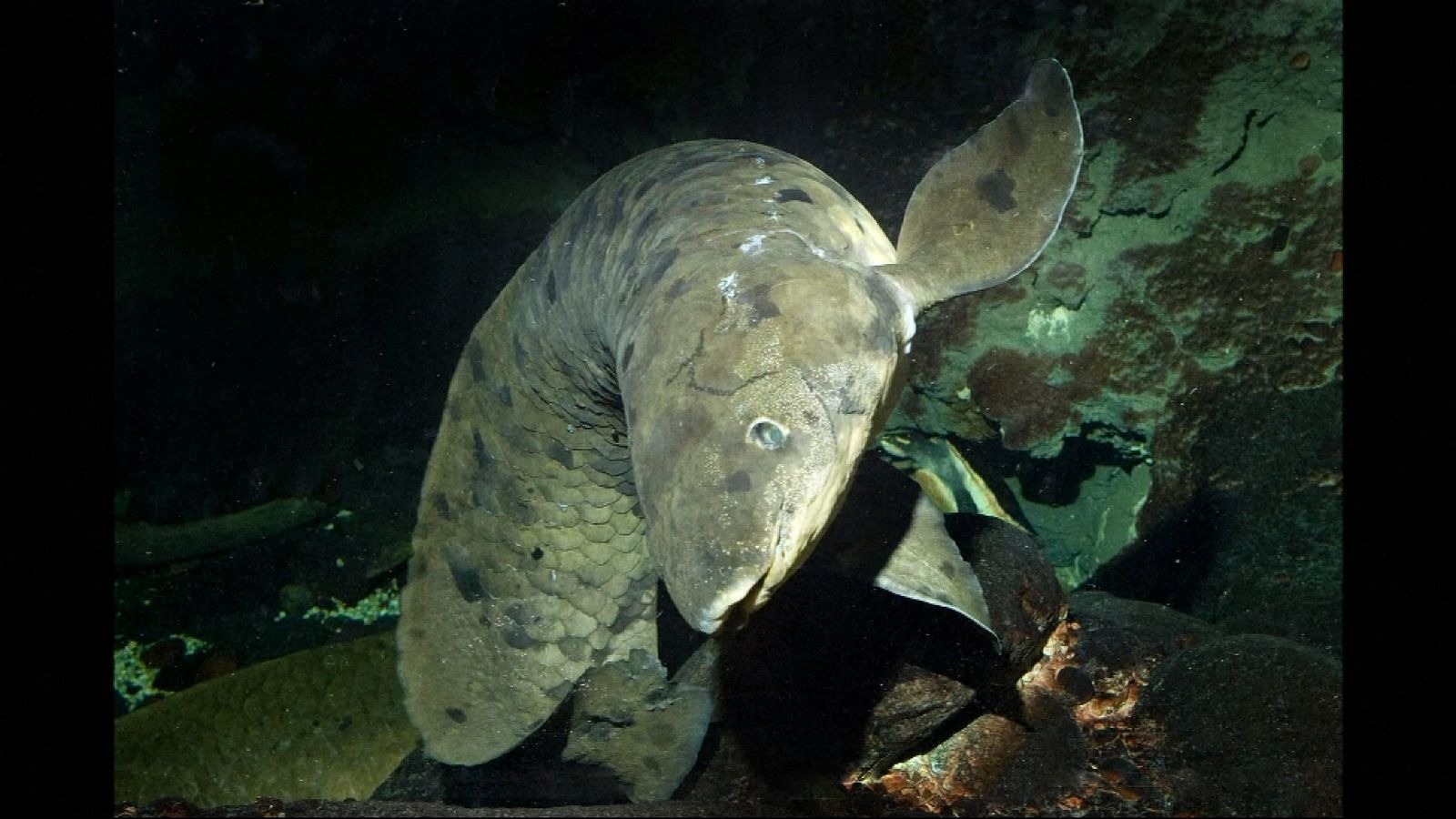 Granddad the 'world's oldest' aquarium fish dies in his 90s