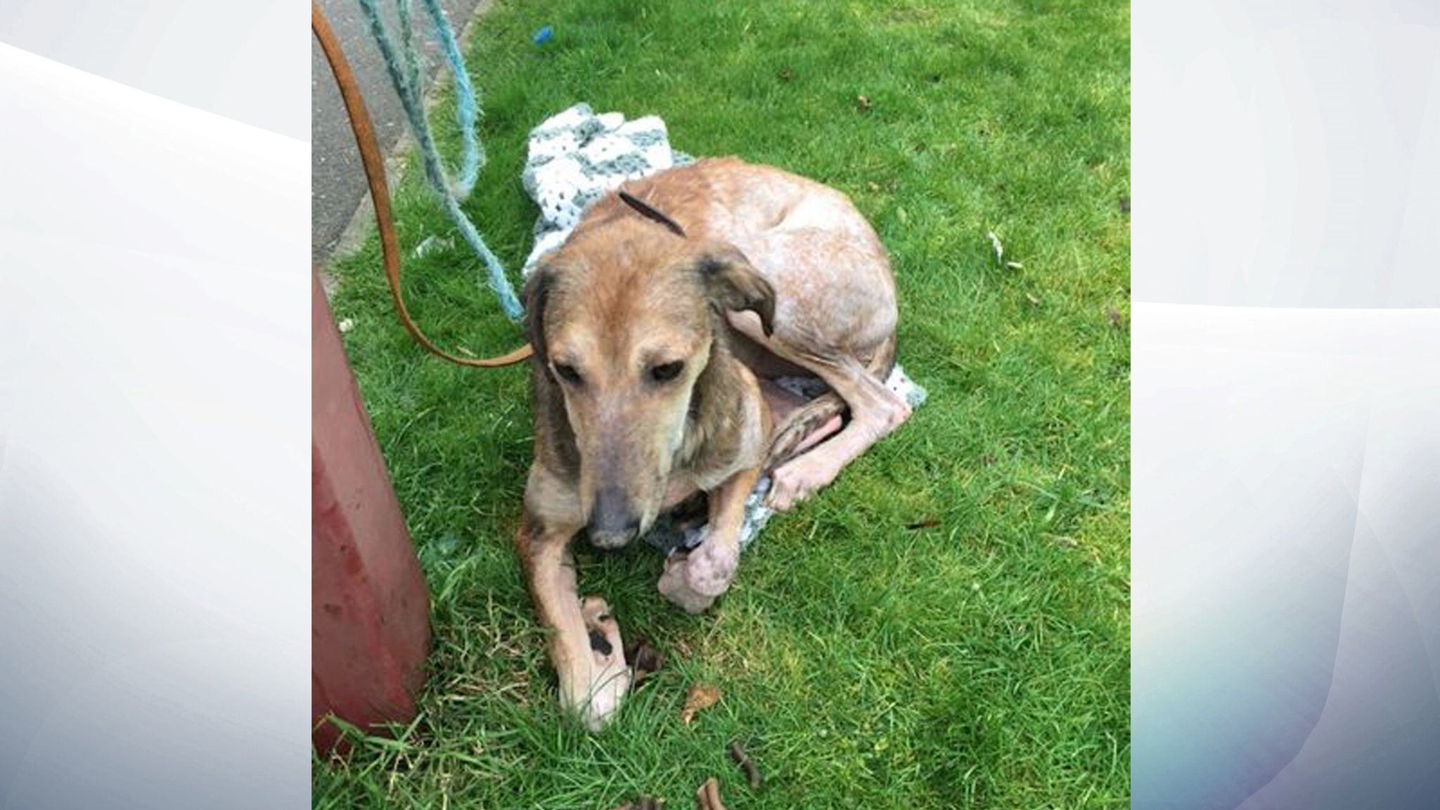 RSPCA hunt for man filmed dumping 'frightened' lurcher UK News Sky News