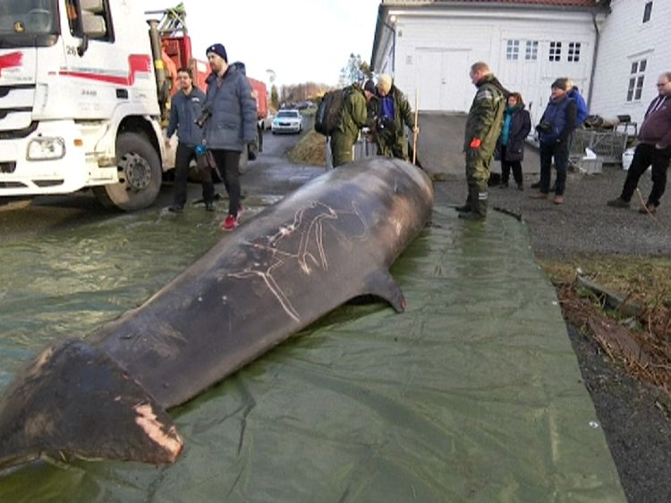 A whale that died from eating plastic