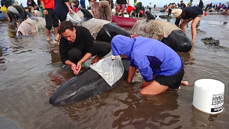 Volunteers try to keep alive some of the hundreds of stranded pilot whales