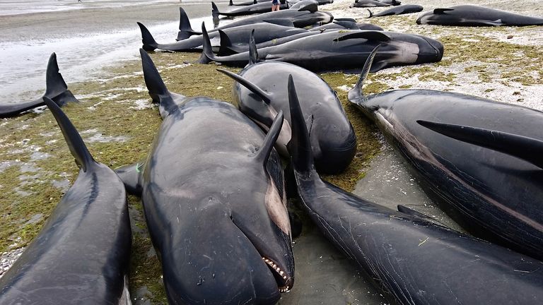 Some of the hundreds of stranded pilot whales