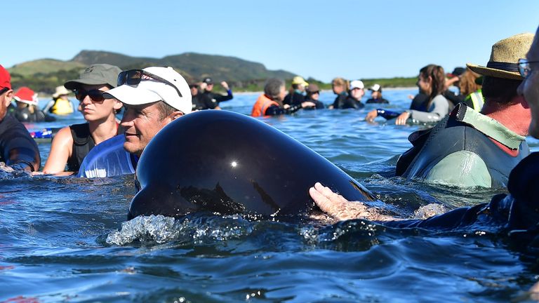 Volunteers try to save the stranded Pilot whales during a mass stranding at Farewell Spit on February 11, 2017