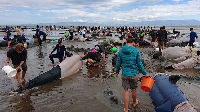 The whales were discovered in Golden Bay, to the north of New Zealand&#39;s South Island