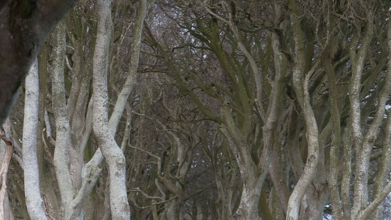 One of the beech trees that make up the spectacular Dark Hedges made famous by fantasy drama Game Of Thrones