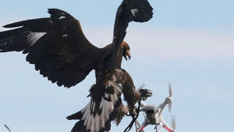 Eagles are being conditioned to catch drones by the French military