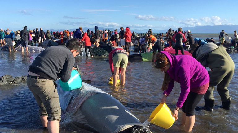 Volunteers pour water onto some of the whales still alive