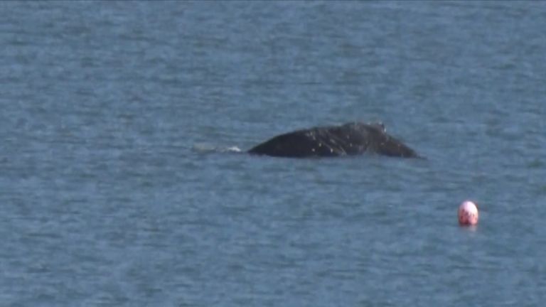 A humpback whale off the coast of Devon