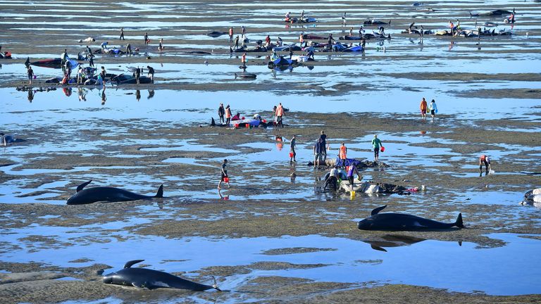 Volunteers pour water over the stranded Pilot whales during a mass stranding at Farewell Spit on February 11, 2017. More than 400 whales were stranded on a New Zealand beach on February 10, with most of them dying quickly as frustrated volunteers desperately raced to save the survivors