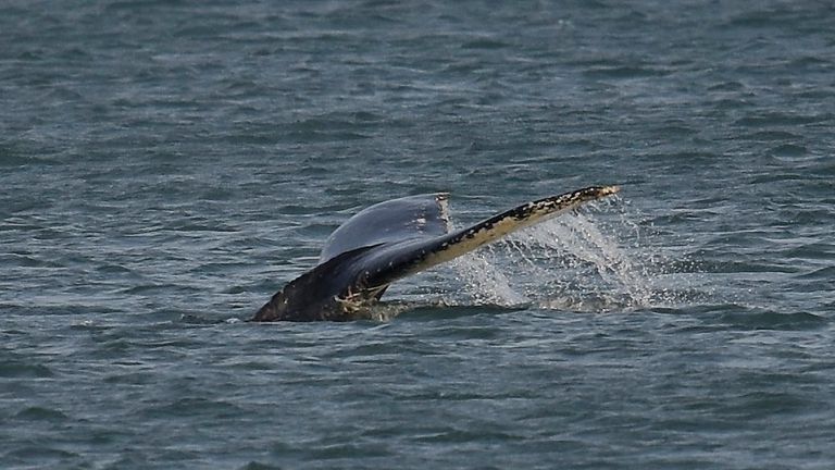 The tail of the humpback. Photo: Mark Darlaston