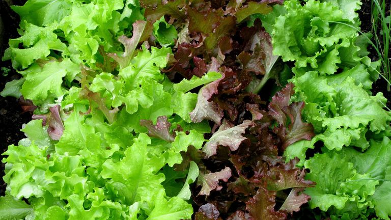 Some varieties of lettuce are sold out in stores and out of stock online