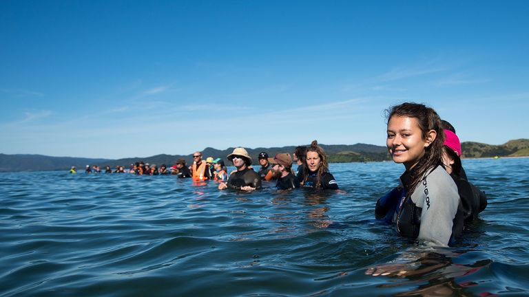 Volunteers make a human wall to stop the Pilot returning to shore during a mass stranding at Farewell Spit on February 11, 2017. More than 400 whales were stranded on a New Zealand beach on February 10, with most of them dying quickly as frustrated volunteers desperately raced to save the survivors