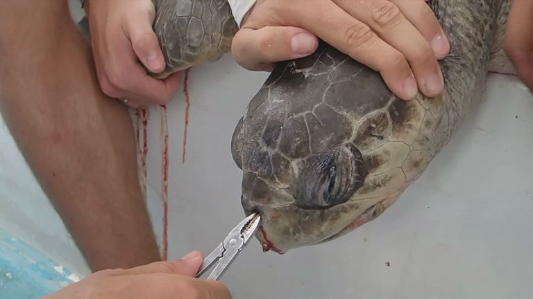 A turtle has a drinking straw removed from its nose