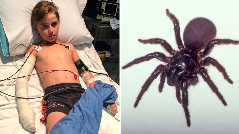 Matthew Mitchell and a funnel-web spider. Pic: The Daily Telegraph/Peter Clark