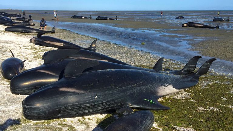 It is one of the country&#39;s largest recorded mass whale strandings