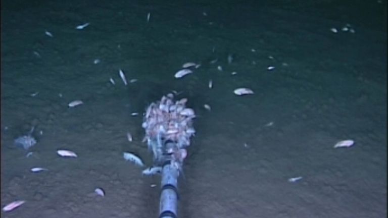 Traces of pollutants are found in world&#39;s deepest ocean life