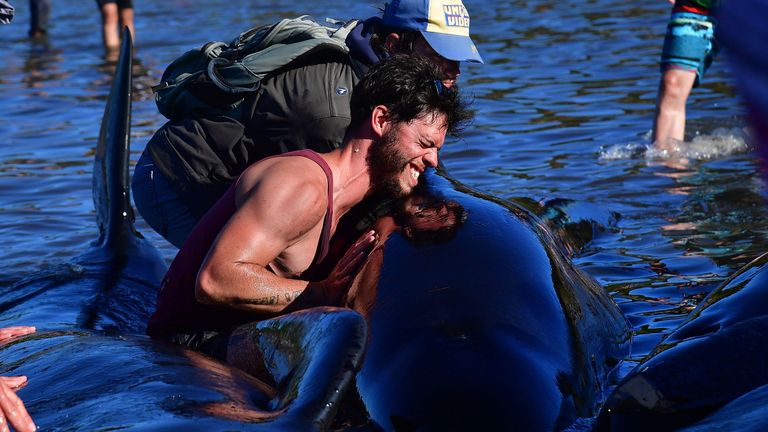 A volunteer tries to save a stranded Pilot whale during a mass stranding at Farewell Spit on February 11, 2017