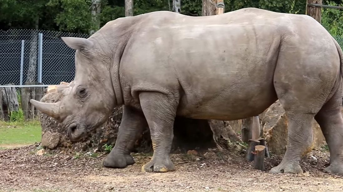 Rhino shot dead at Paris zoo by poachers who cut horn off with chainsaw