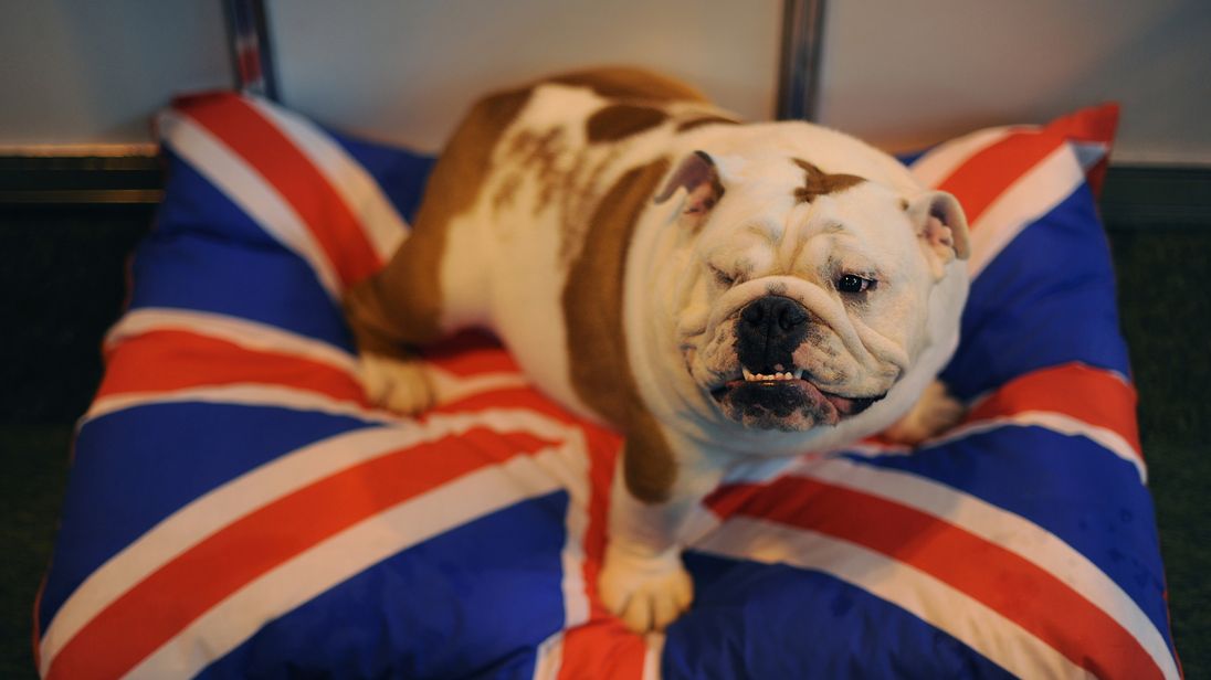 british bulldog pillow