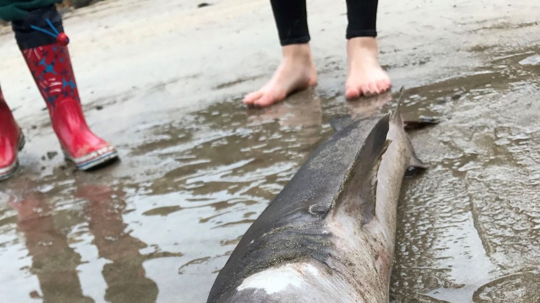 Rare crocodile shark found in British waters for the first time