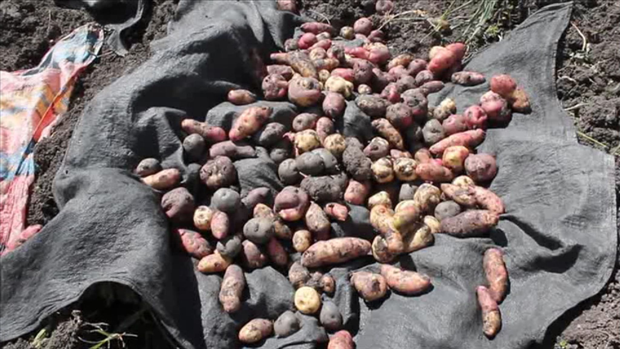 Potatoes successfully grown in conditions similar to those found on