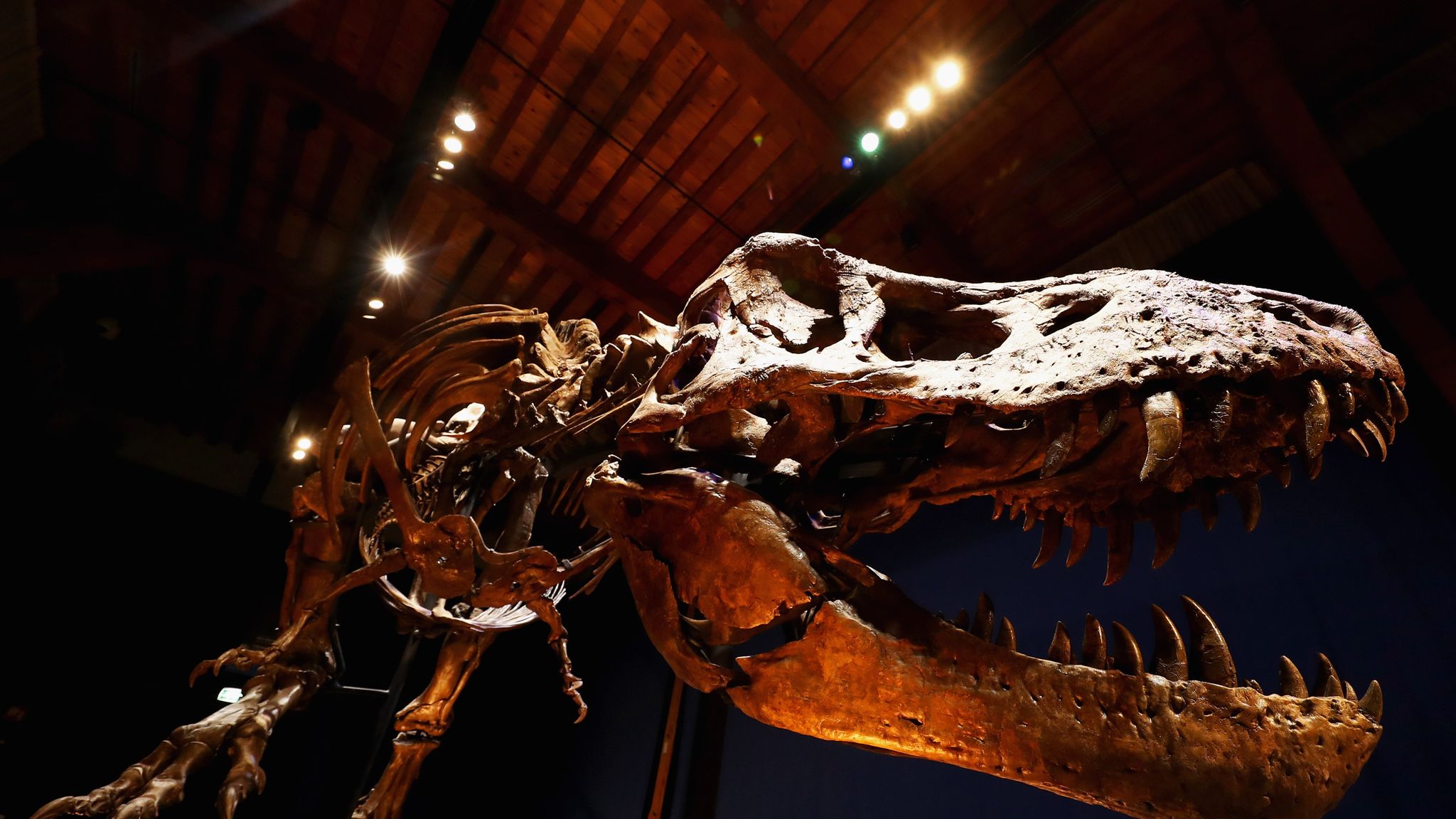 Fearsome Tyrannosaurus Rex Was A Sensitive Lover Say Scientists