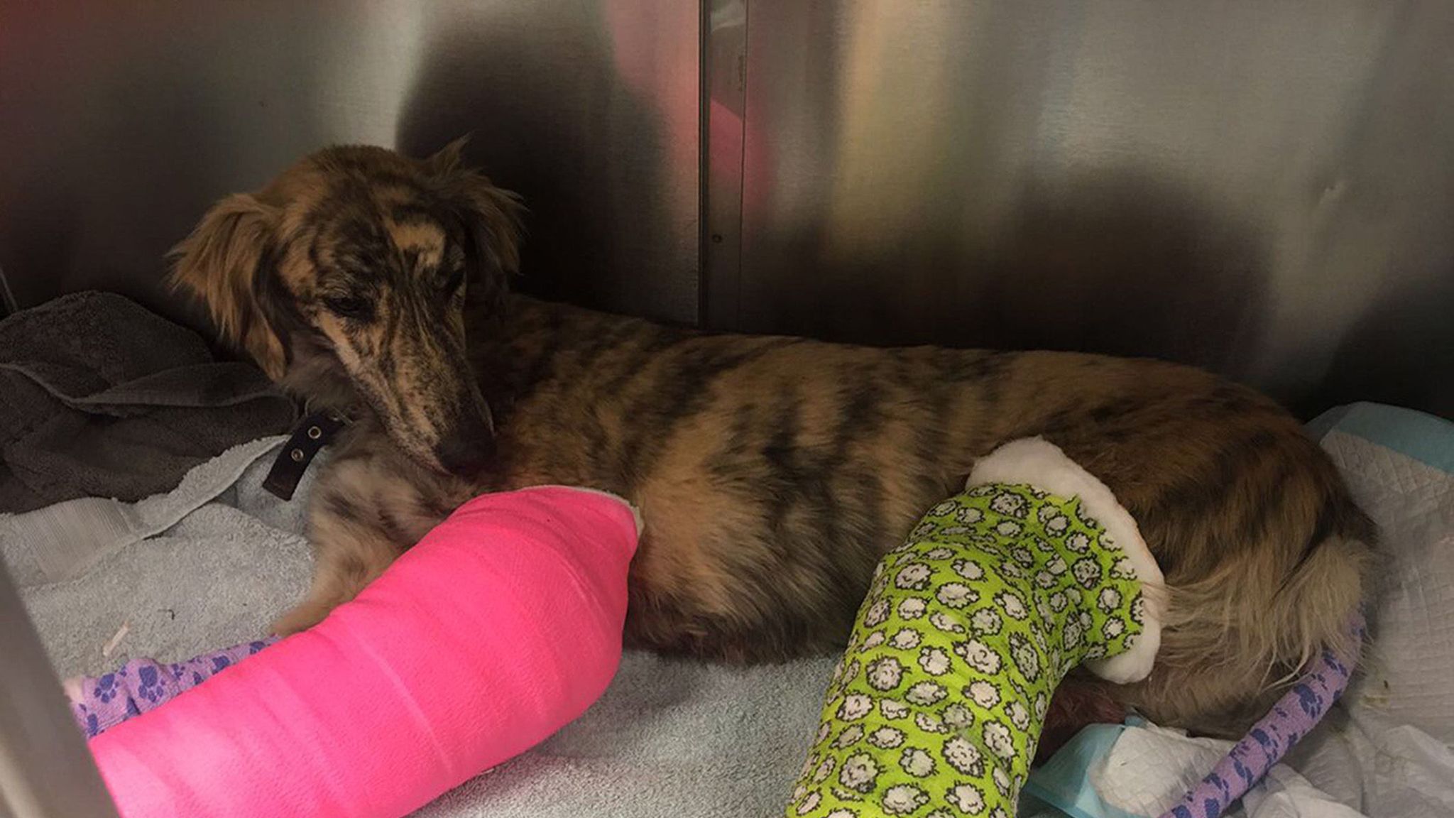 Dog has broken legs after being thrown onto motorway from moving van ...