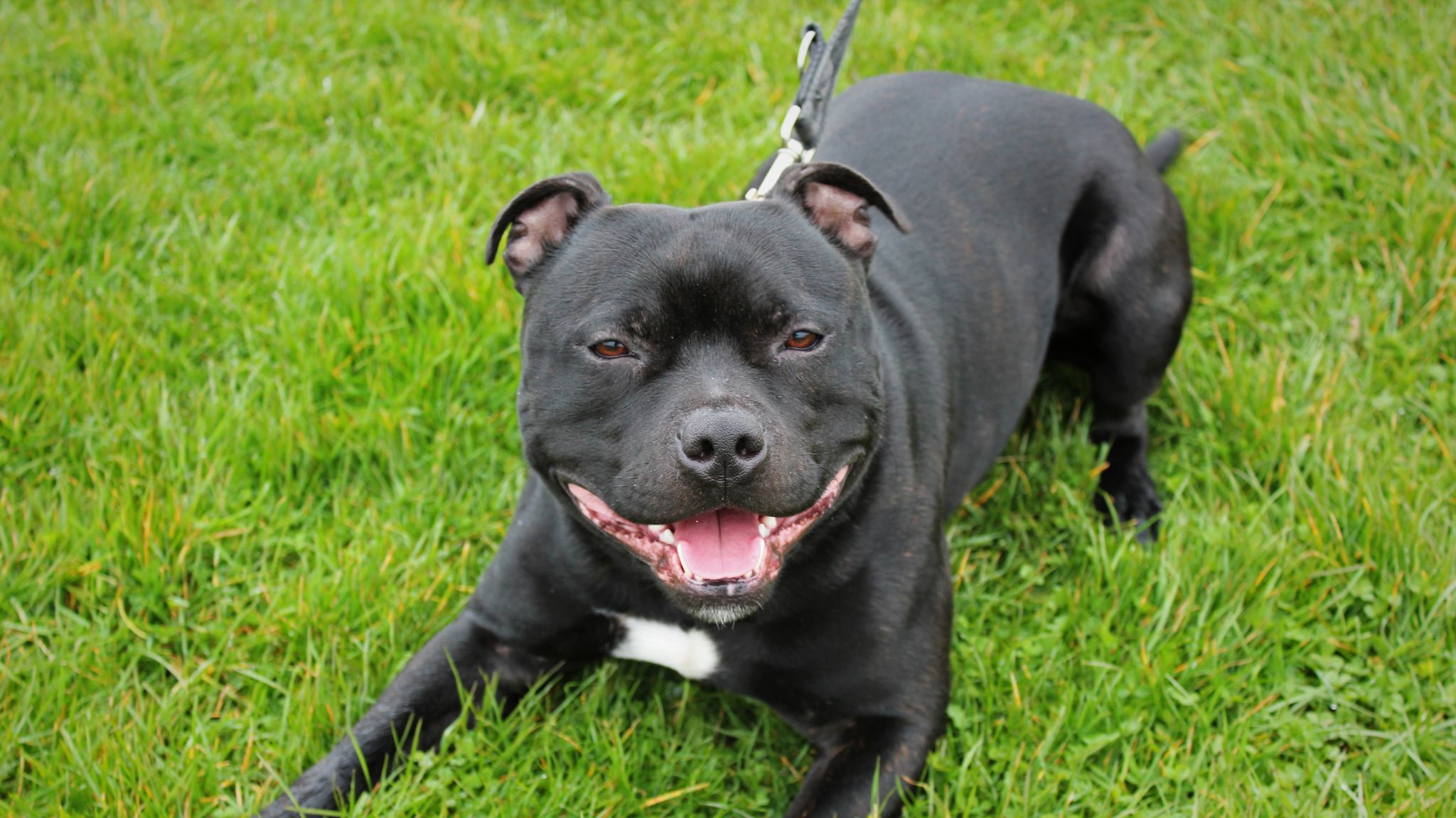 ExuallyTrans Staffordshire Bull Terrier Puppy For Sale London