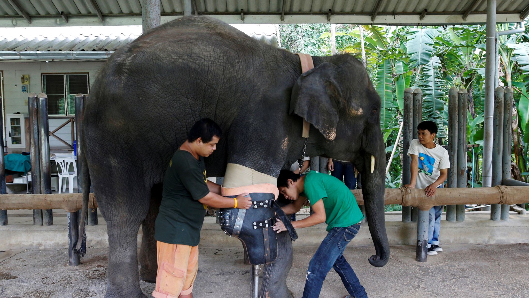 World's first elephant hospital in Thailand faces closure | World News