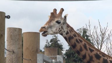 Twycross Zoo Ceo Reflects On 'a Difficult Few Weeks' For Zoos 