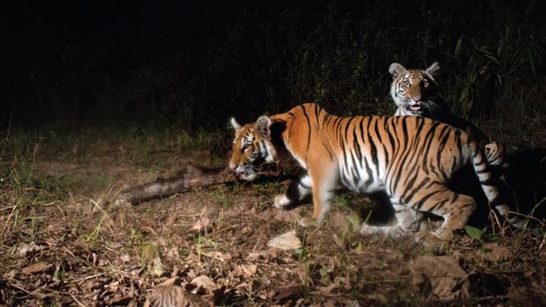 Dozens of cameras were placed across the jungle in eastern Thailand