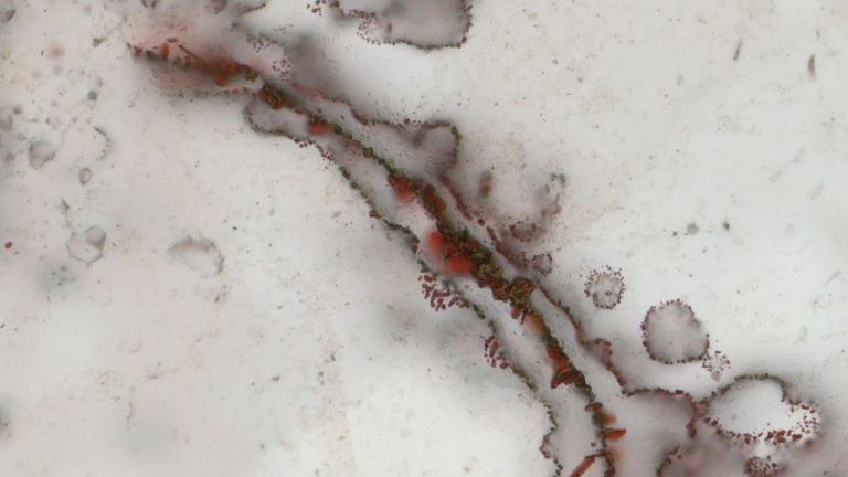 The fossils are nearly as old as Earth itself. Pic: Matthew Dodd